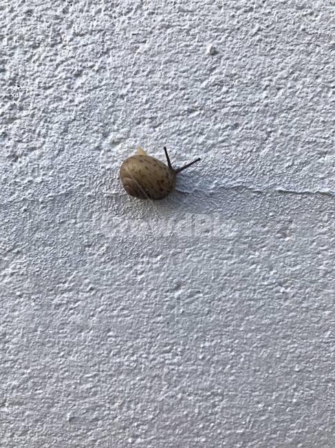 animal,동물,무척추동물,invertebrate,달팽이,생물,감성