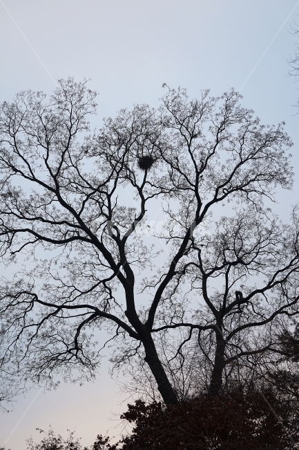 까치집,창덕궁,겨울나무,창경궁,겨울궁,겨울,계절,winter,season,식물,자연,plants,nature,나무,trees,wood