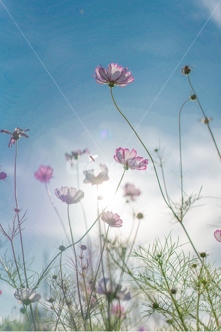 꽃,코스모스,식물,flower,감성,가을,계절,fall,autumn,season,식물,자연,plants,nature,꽃,flower