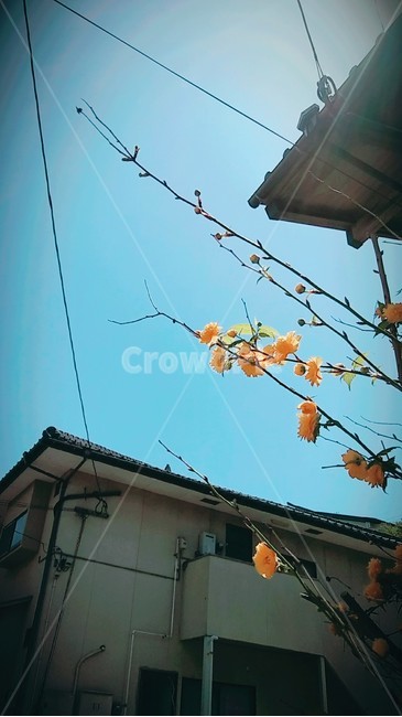 노란꽃,꽃,꽃나무,파란하늘,꽃가지