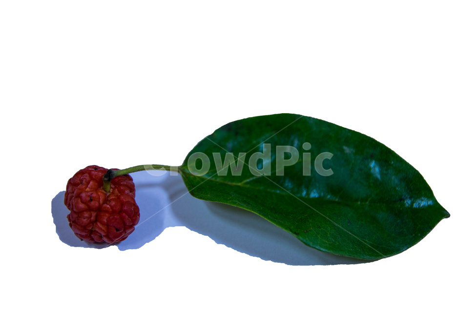 구찌뽕,열매,나뭇잎,그림자,빨강,녹색,건강,줄기,식물,자연,plants,nature,과일,열매,fruit,누끼,remove background