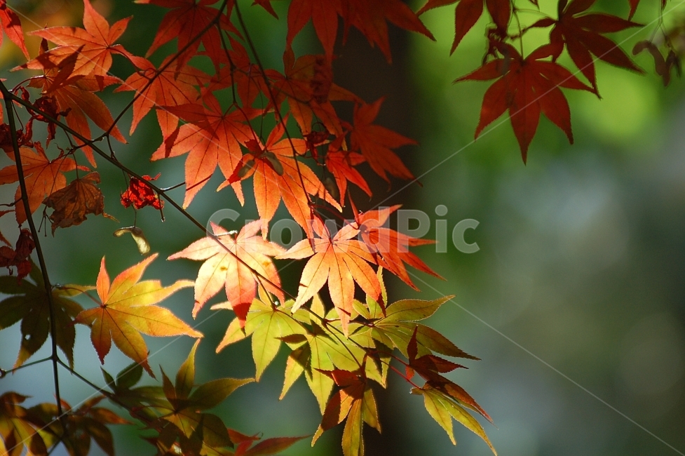 단풍,단풍잎,가을,빨강,화려함,Colorful,Autumn,계절,season,가을,계절,fall,autumn,season,식물,자연,plants,nature,leaf,잎,plant,tree,나무,maple