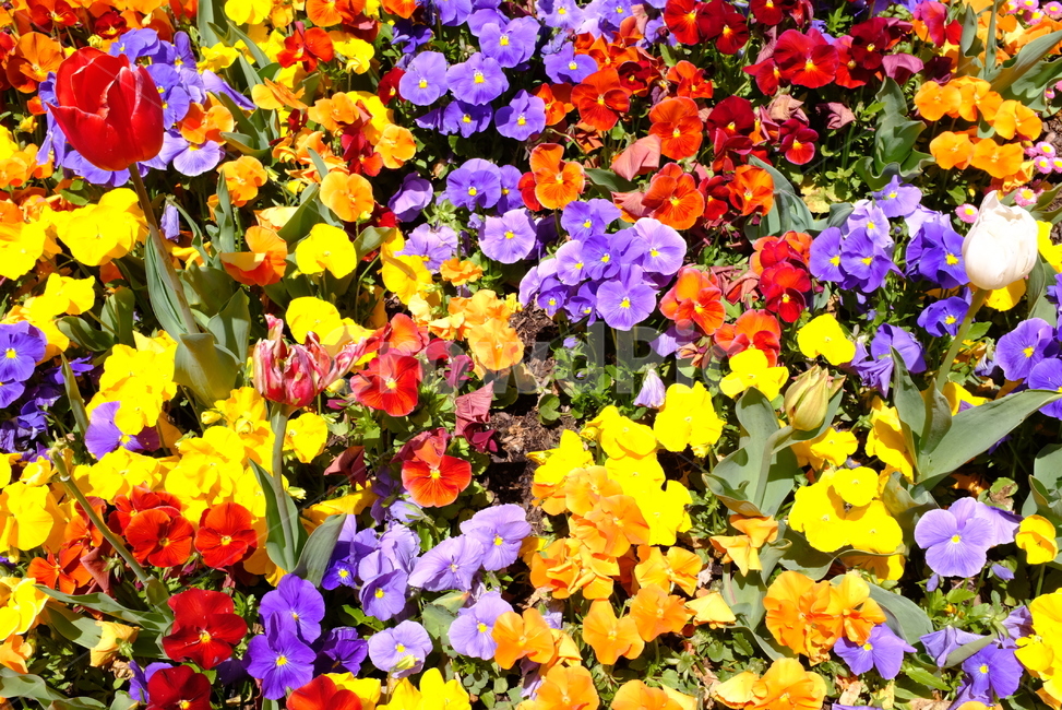 꽃,꽃축제,축제,캔버라,flowers,자연,봄