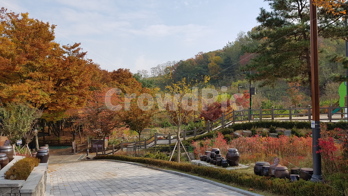 항아리,한국전통,서울,단풍,가을산,산,나무,가을,계절,fall,autumn,season,자연,풍경,nature,landscape,tree,plant,식물