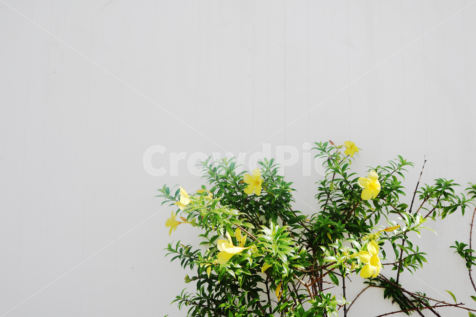 식물,plant,벽,배경,여백,꽃,노란꽃,노란색,초록색,갈색,나뭇가지,나무