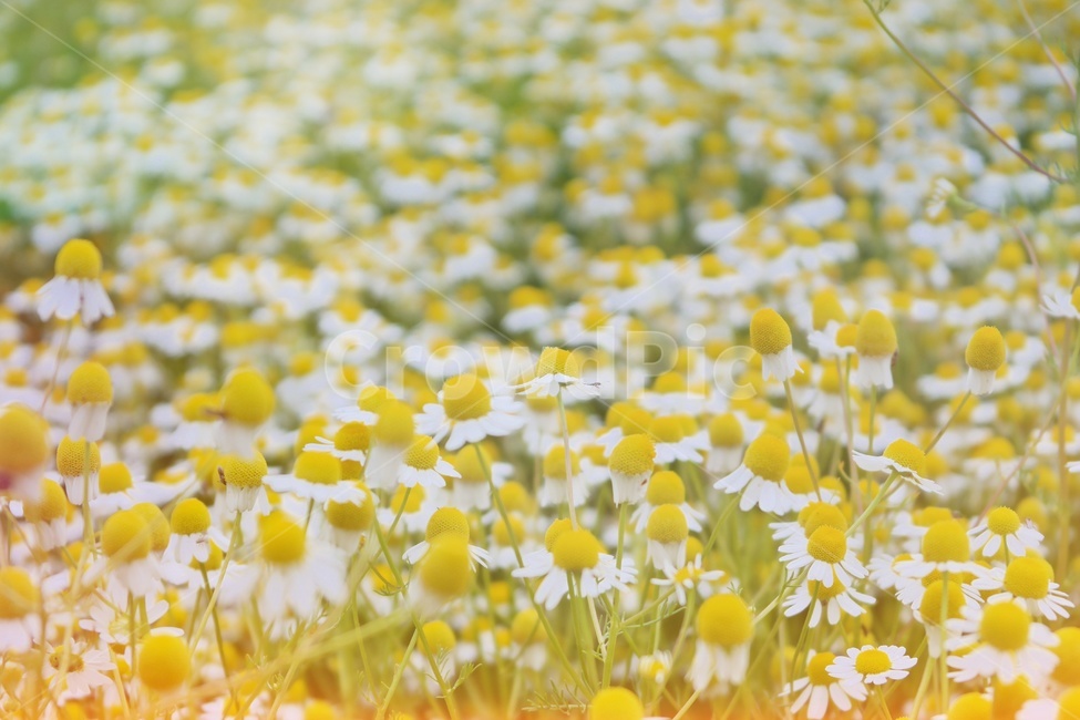 카모마일,캐모마일,꽃,허브,꽃밭,감성,봄꽃,flower,blossom,봄,국화과,plant,field