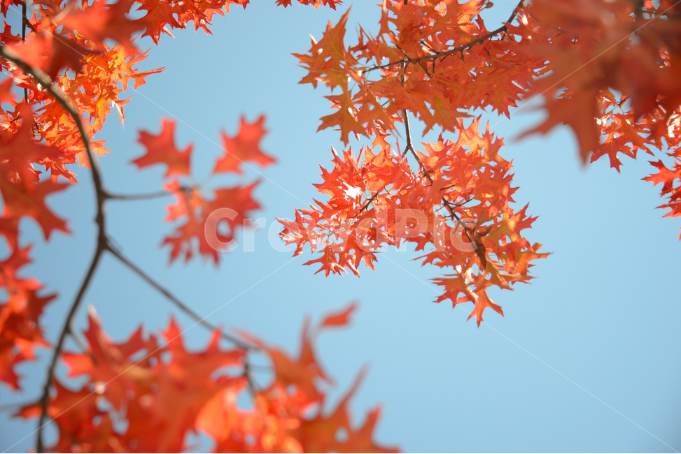가을,단풍,하늘,단풍잎,빨간열매,fall,autumn,leaf,bluesky,maple,태양,아름다운,sunlight,햇빛,나무,tree,beutiful,감성,sunny,맑은날,따뜻한,자연,식물,대왕참나무,가을,계절,fall,autumn,season,잎,plant