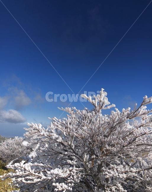 제주도,한라산,겨울산행,어리목,설경,눈꽃,jeju,mthalla,자연,nature,파란하늘,트레킹,trecking,겨울,winter,겨울산