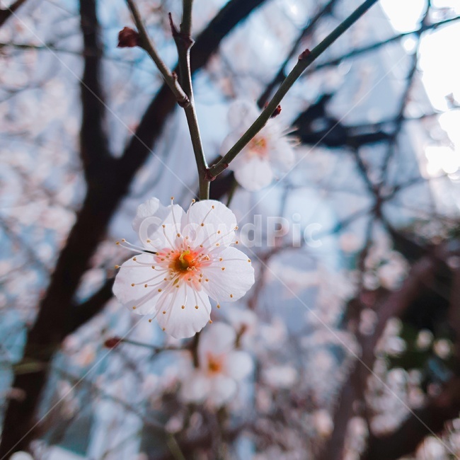 벚꽃,초봄,봄바람,봄의시작,따스함