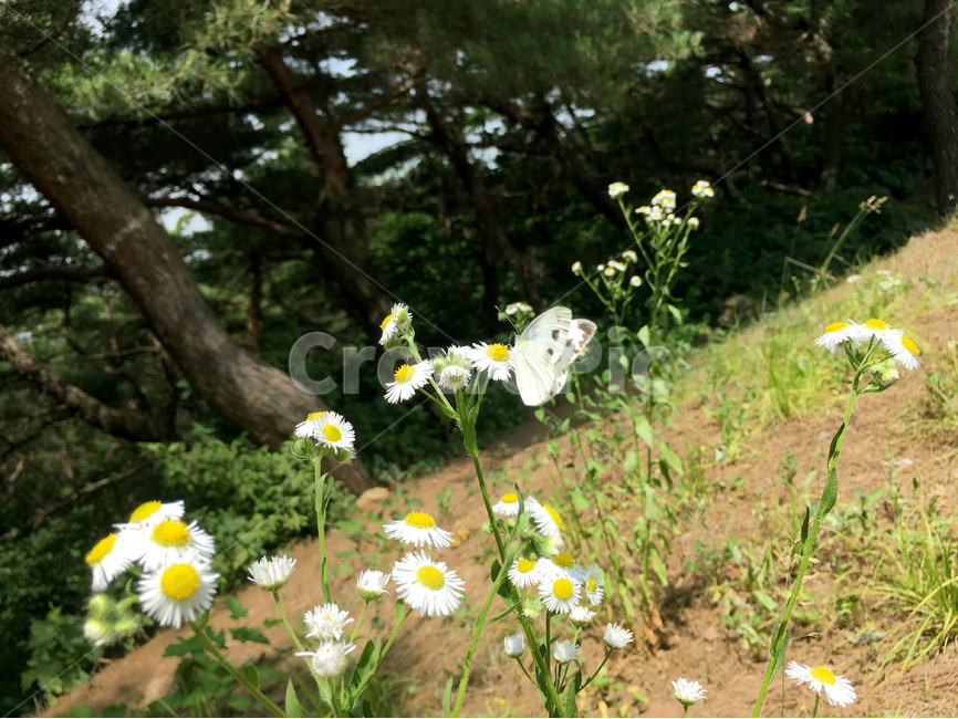 나비,꽃,자연,식물,곤충,산,butterfly,flower,nature,plant,mountain,summer,식물,자연,plants,nature,꽃,flower,동물,animal,곤충,벌레,insect,bug