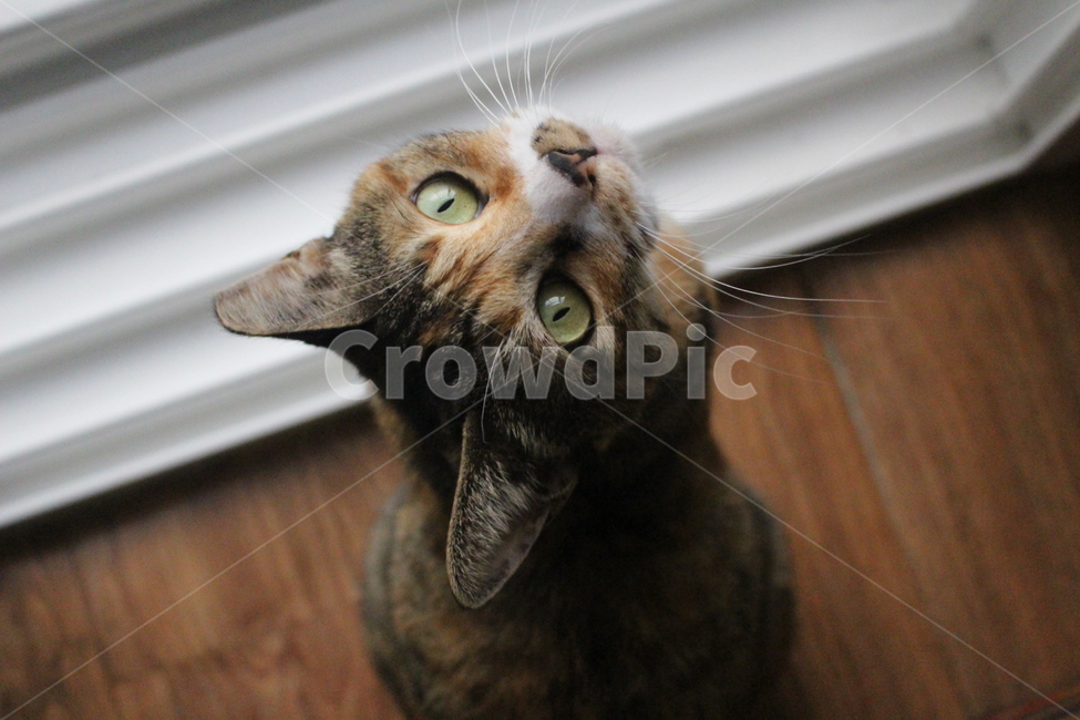 고양이,반려동물,반려묘,동물,애완동물,집고양이,클로즈업,동물,animal,포유류,mammal,고양이,cat,kitten,kitty