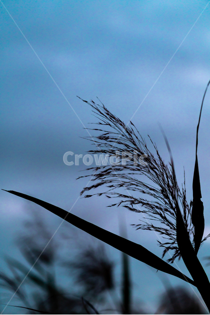 억새,하늘공원,자연,풍경,공원,하늘,sky,landscape,식물,자연,plants,nature