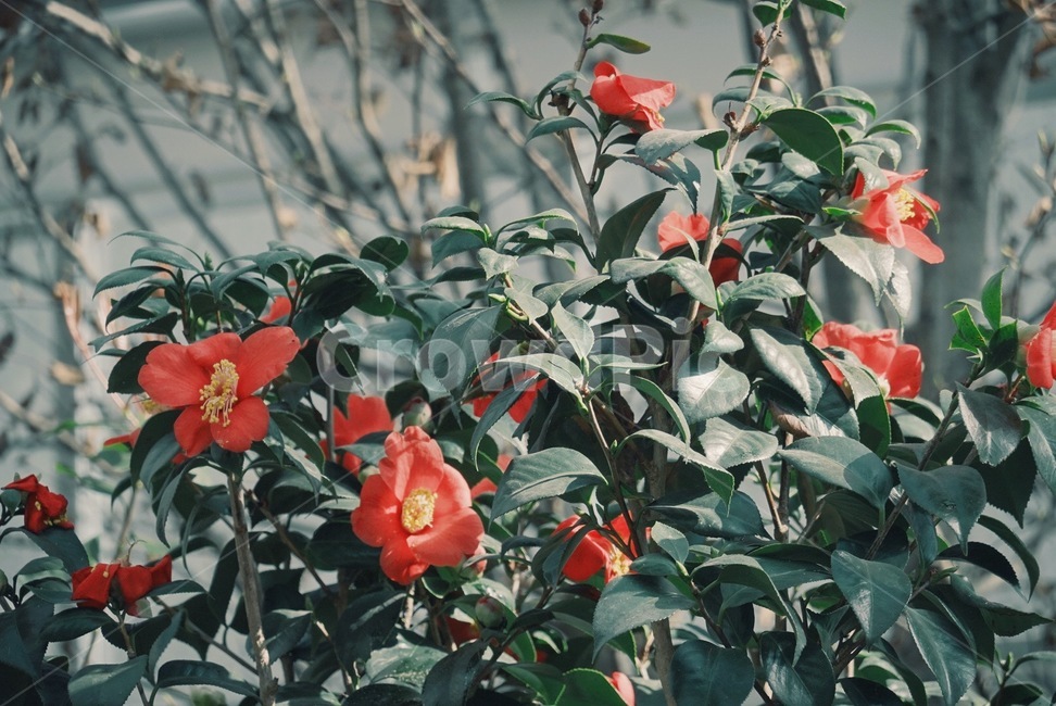 plant,식물,blossom,flower,꽃,동백꽃