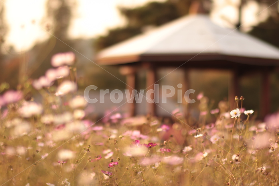 가을,어딘가,따뜻한,가을픙경,flowers,autumn,autumnscenery,fall,코스모스,가을꽃,cosmos,가을,계절,fall,autumn,season,자연,풍경,nature,landscape