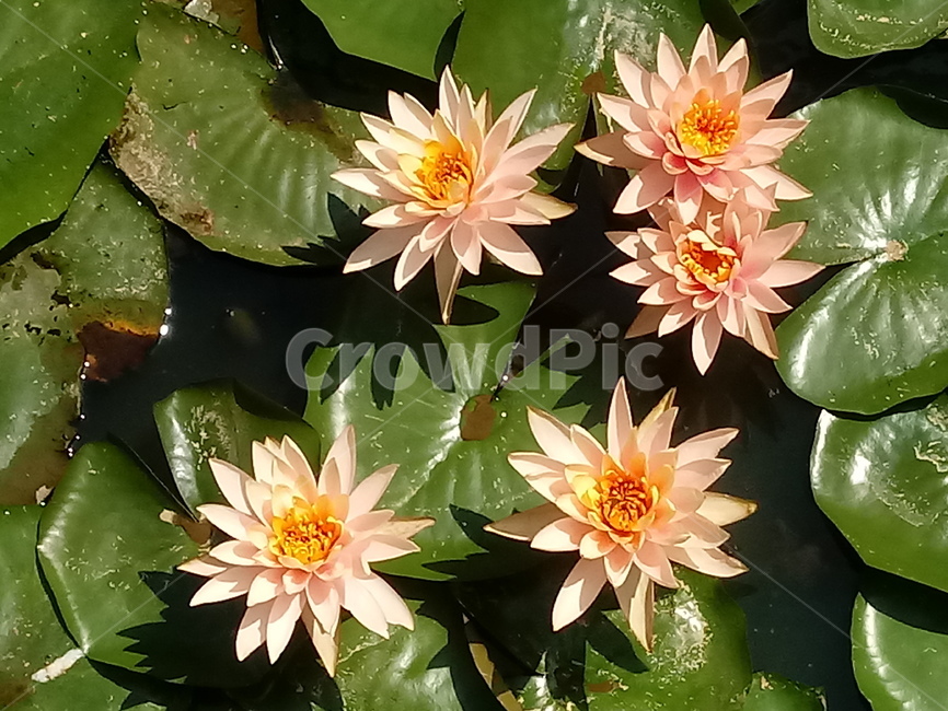 수련,다년생초본식물,수생식물,이판화,쌍자엽식물,자우련,waterlily