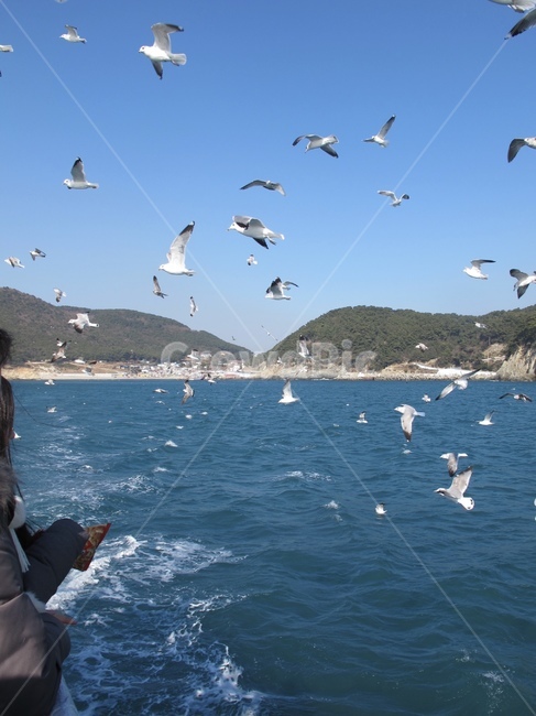 바다,갈매기,기러기,태종대,새우깡,부산,부산바다
