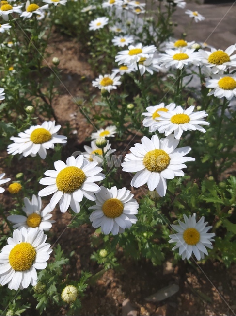 꽃,봄,식물,계절,spring,자연,flower,feeling,감성,개화