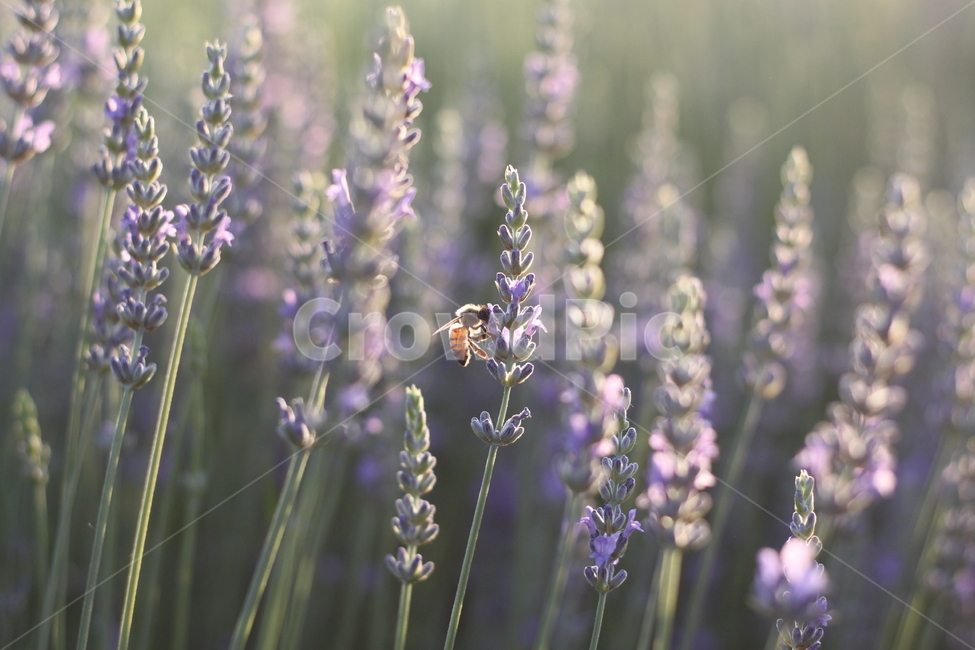 라벤더,꿀벌,보라색,감성,꽃,식물,자연,plants,nature,꽃,flower