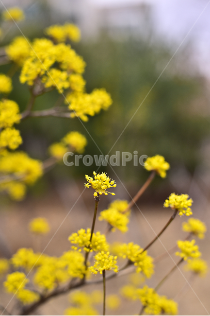 산수유,봄꽃,노랑꽃,계절,시즌,나무꽃,season,blossom,꽃,flower,식물,plant,옐로우,노랑색,yellowflowers,야외,옥외,아웃도어,배경,바탕,백그라운드