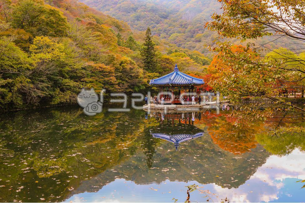 내장산,단풍,꽃구경,가을,풍경,경치,전라도,나무,단풍나무