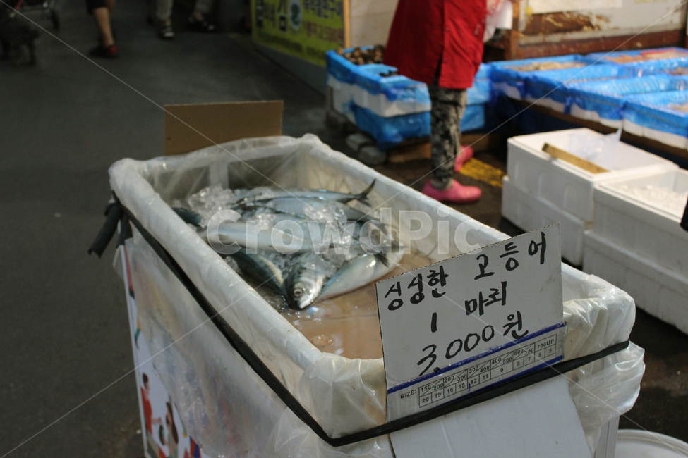 전통시장,재래시장,고등어,생선,3천원,시장,마트,마켓,market,mart,market place,음식,식재료,요리,food,cook,meal,dishes,food reserves,수산물,해산물,fishery products,seafood