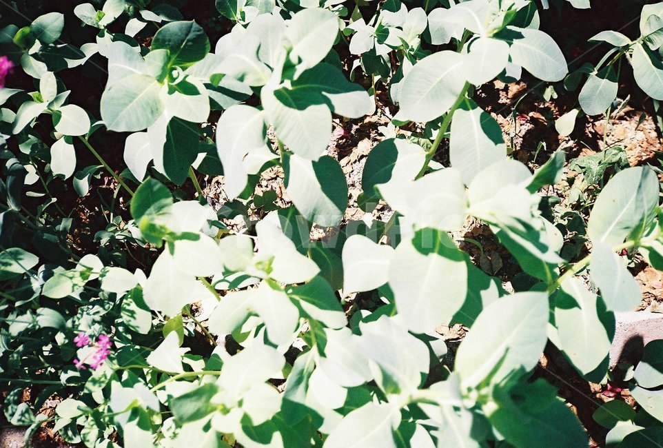 꽃,들꽃,야생꽃,flower,자연,식물,식물,자연,plants,nature