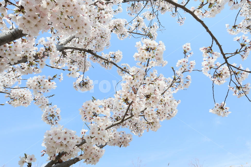 벚꽃,벗꽃,꽃,봄,개화,봄,계절,spring,season,식물,자연,plants,nature,꽃,flower,plant,blossom,cherry blossom