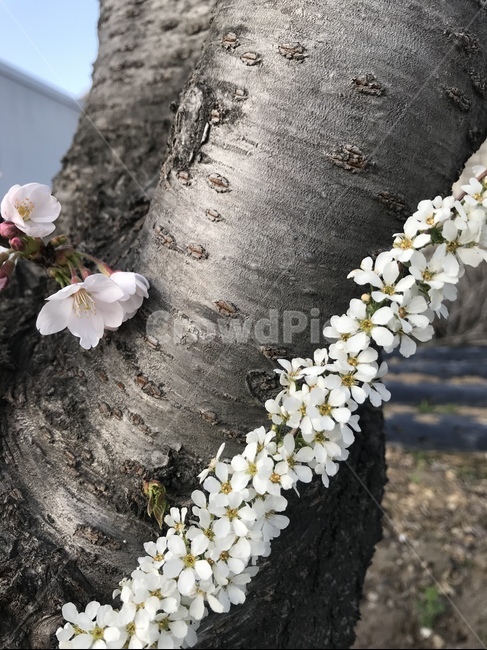 plant,식물,blossom,flower,꽃