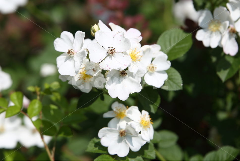 청보리,찔래꽃,꽃,볼,여름,식물,자연,plants,nature,꽃,flower