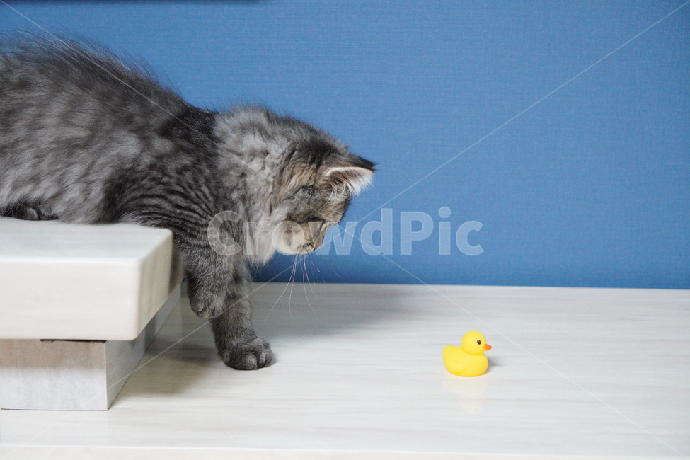 고양이,어린고양이,귀여운고양이,페르시안고양이,냥이,야옹이,반려묘,cat,cutecat,동물,animal,포유류,mammal,고양이,cat,kitten,kitty