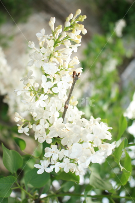 라일락,꽃,마당,봄,감성,봄,계절,spring,season,식물,자연,plants,nature,꽃,flower,plant,blossom