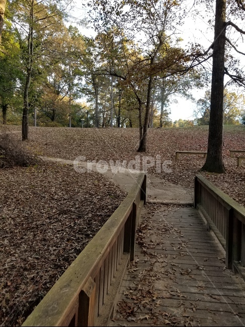 낙엽,공원,미국,가을,나무,가을,계절,fall,autumn,season,ground,바닥