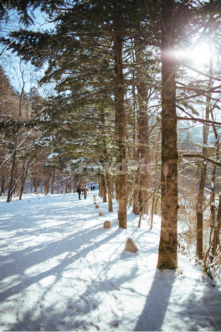 겨울,눈,스냅,감성,풍경,겨울,계절,winter,season,자연,풍경,nature,landscape,식물,plants,나무,trees,wood,tree,plant