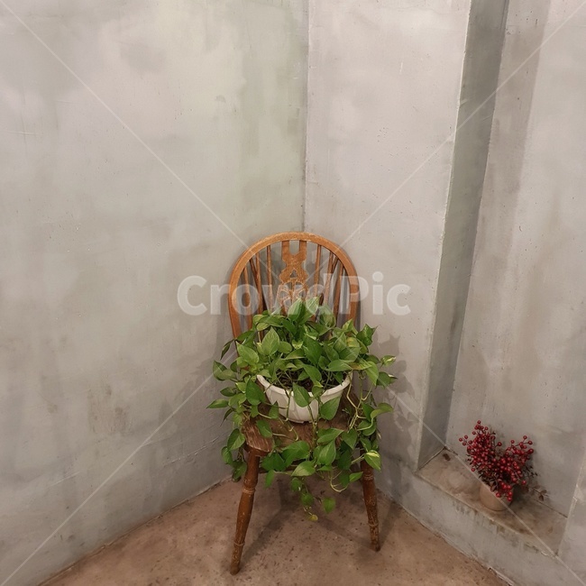 카페,화분,감성,cafe,꽃,잎,인스타그램,실내용화초,화분,화초,house plant
