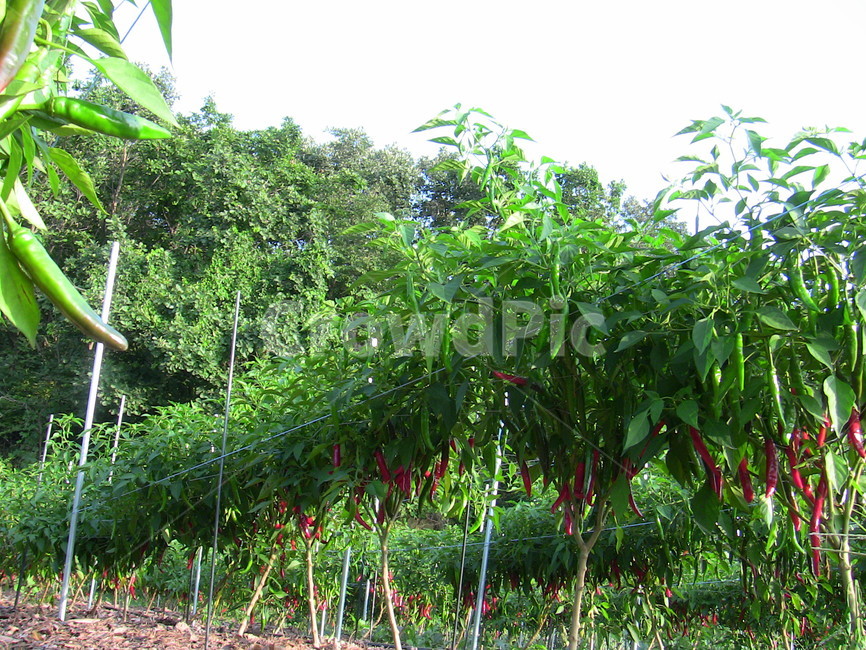 고추,밭,고추밭,식물,자연,농업,농사,agriculture,farming,farming industry