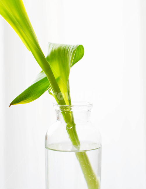 봄,싱그러움,자연,초록,초록잎,물,화병,식물,자연,plants,nature,실내용화초,화분,화초,house plant
