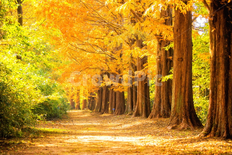 단풍,가을풍경,풍경,가을,가을날,landscape,가을길,가을,계절,fall,autumn,season,자연,풍경,nature,landscape,tree,나무,plant,식물,maple