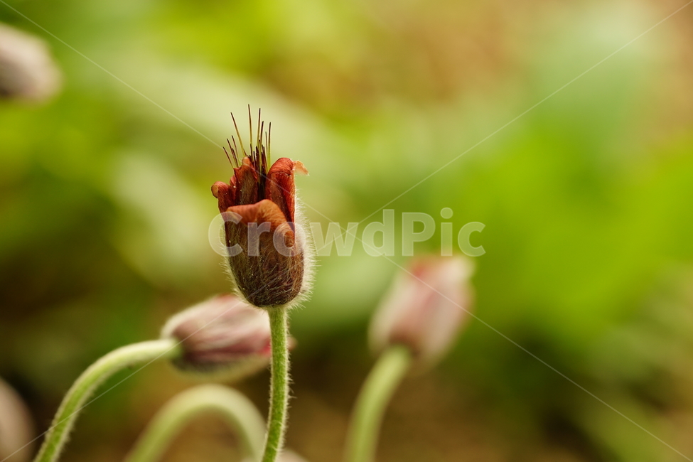 꽃,플라워,할미꽃,자연,접사,식물,생명,접사사진,풍경,꽃사진,flower,봄꽃,계절,봄,계절,spring,season,식물,자연,plants,nature,꽃,flower,감성,sensible,feeling,plant