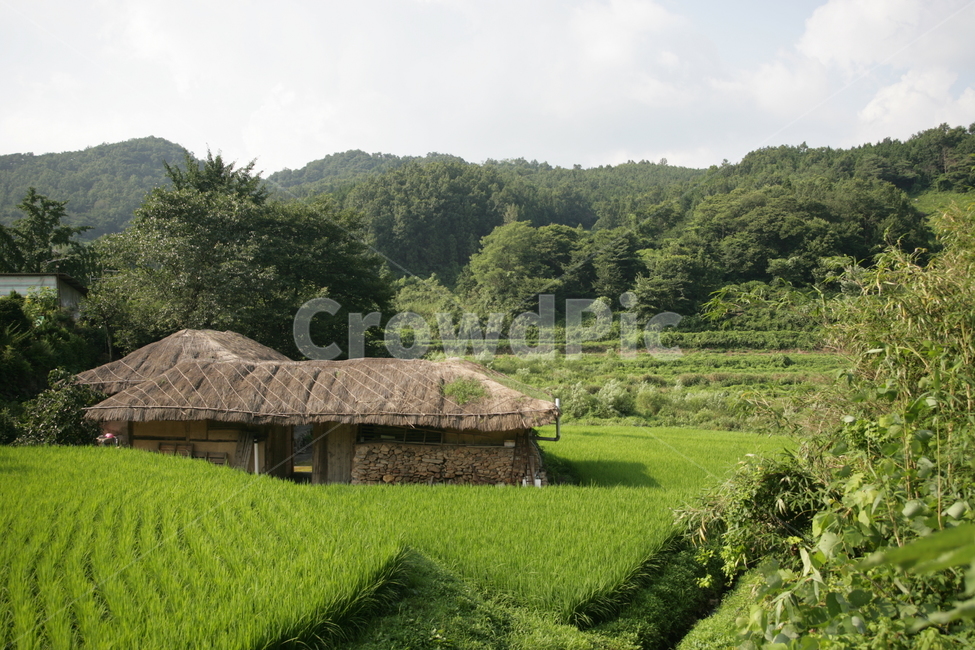 nature,자연,outdoors,옥외,grassland,목초지,field,들,논풍경초가집,농촌풍경,시골,마을,풍경,landscape,country,rural,town,농업,농사,agriculture,farming,farming industry