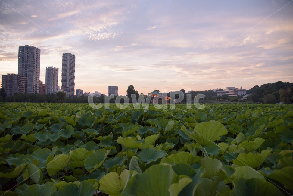 연꽃잎,하늘,해질녘,노을,풍경,우에노공원,매직아워,일본,도쿄,landscape,도시,풍경,city,landscape,해외,외국,세계,foreign,oversea,world,세계도시풍경,해외도시풍경,외국도시풍경,world cityscape