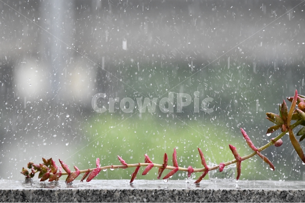 rain,succulent,shower,crown phenomenon,water crown,water,raindrop