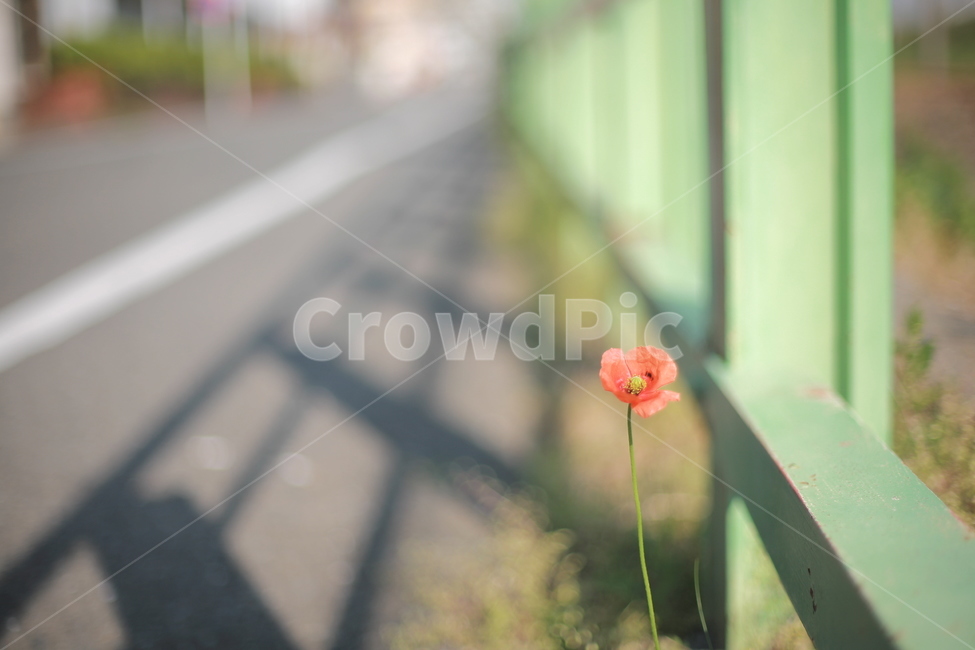plant,식물,꽃,들꽃,양귀비,양귀비꽃,식물,자연,plants,nature,꽃,flower