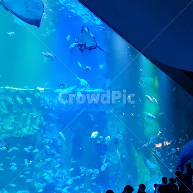 동물,수족관,아쿠아리움,메인수조,대형수족관,동물,animal,어류,물고기,fish