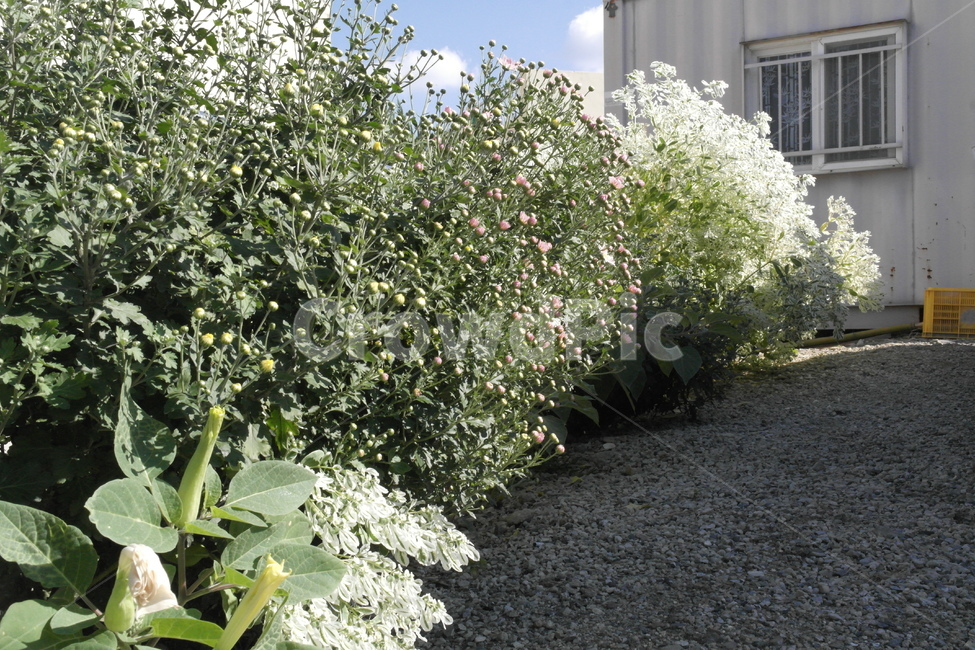 들꽃,컨테이너,흰꽃,로우앵글,풀,식물,자연,plants,nature,꽃,flower