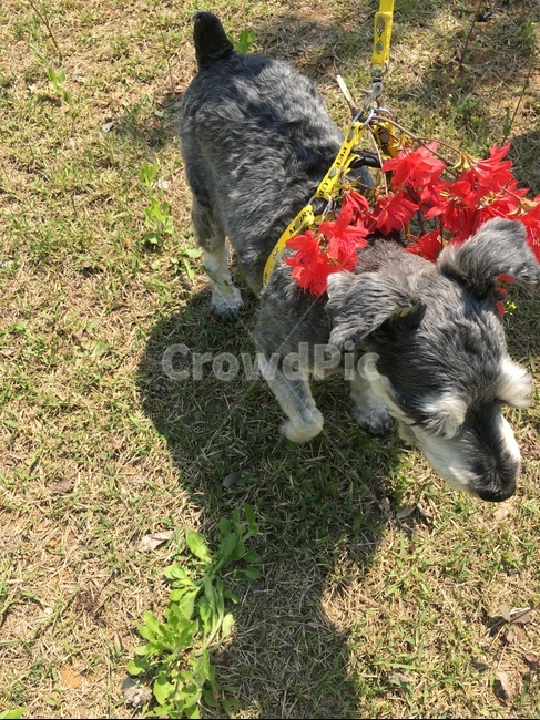슈나우져,슈나,강아지,산책,개,꽃놀이,동물,animal,포유류,mammal,개,강아지,dog,doggy