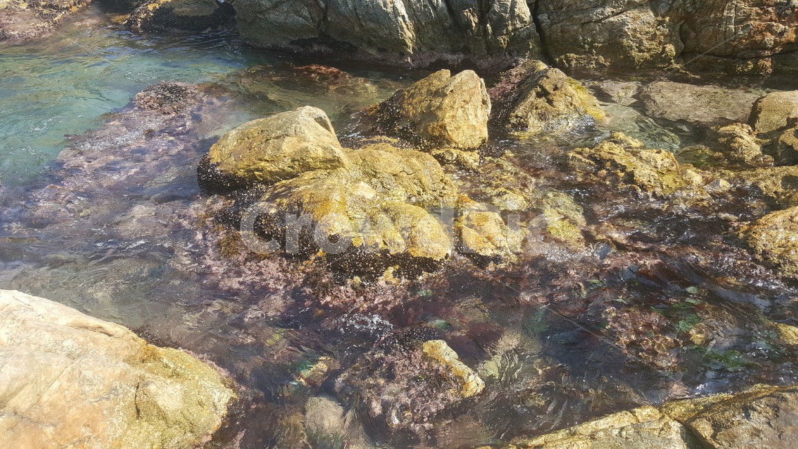 큰바위,바다,바위사이,자연,바위,rock,자연,풍경,nature,landscape,plant,식물,록,algae,조류