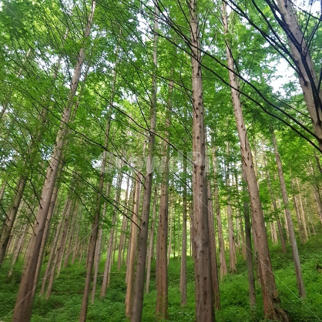 전나무,숲,산,산림욕장,나무,자연,풍경