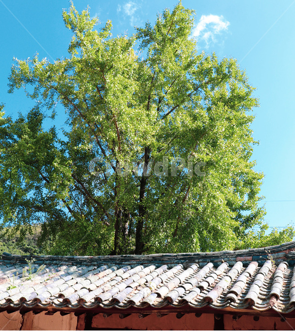 roof,지붕,하늘,sky,기와,한옥,koreanstylehouse,house,나무,tree,한국전통,한국문화,korean traditional,korean culture