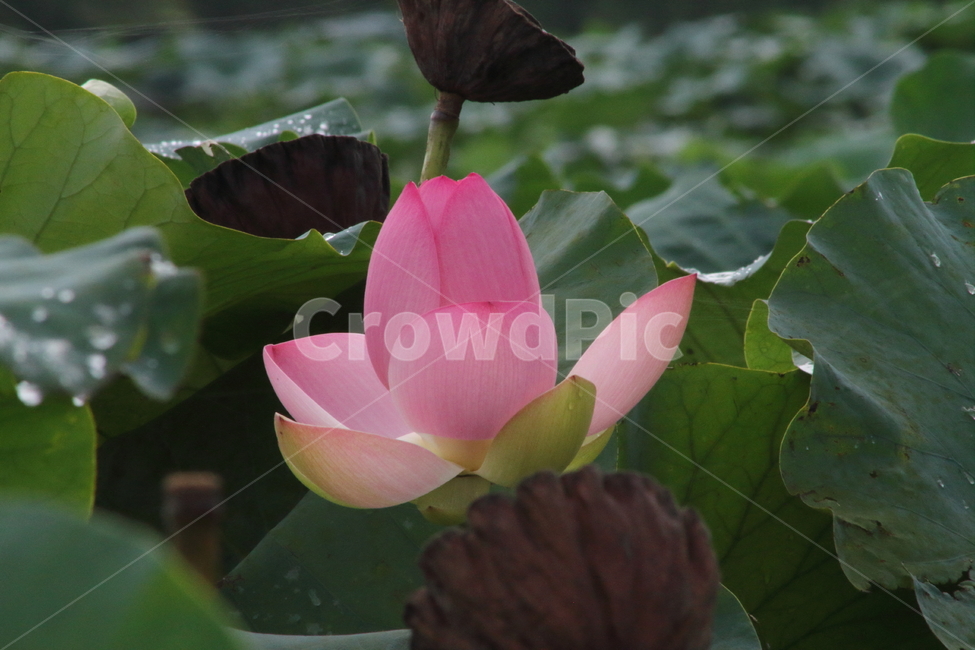 연,연꽃,꽃,식물,lotus,식물,자연,plants,nature,꽃,flower