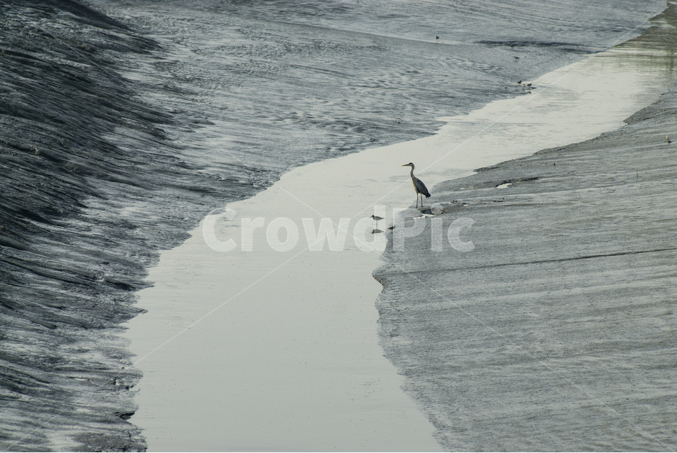 갯벌,새,풍경,자연,nature,자연,풍경,nature,landscape,동물,animal,조류,새,birds,bird,waterfowl,물새